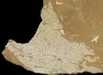 Ordovician Bryozoans (Chasmatopora) Plate - Estonia #89751-1